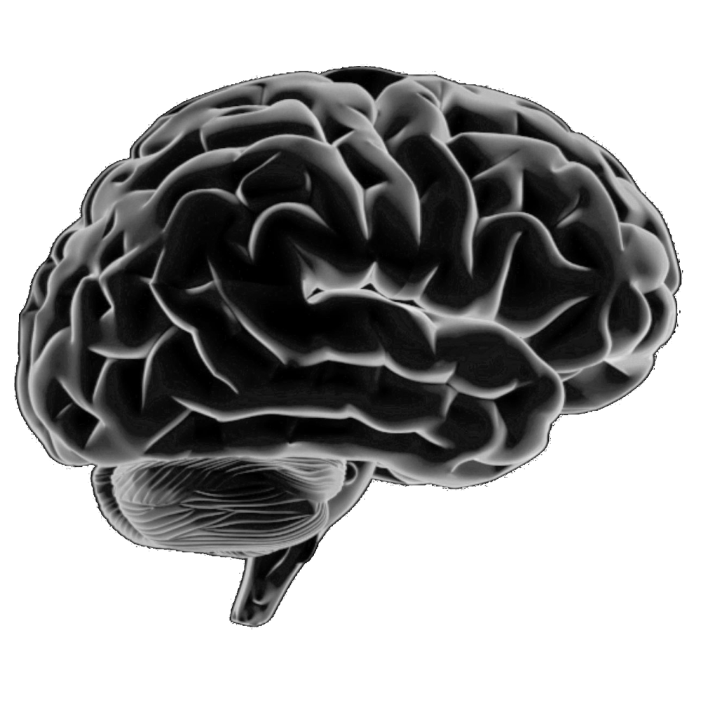 brain